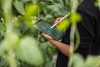 Person surrounded by greenery using a tablet